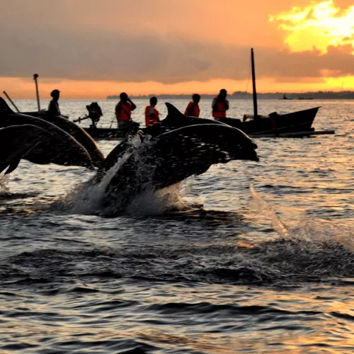 watch-dolphins-in-lovina