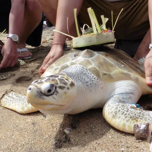 visit-the-turtle-conservation-centres