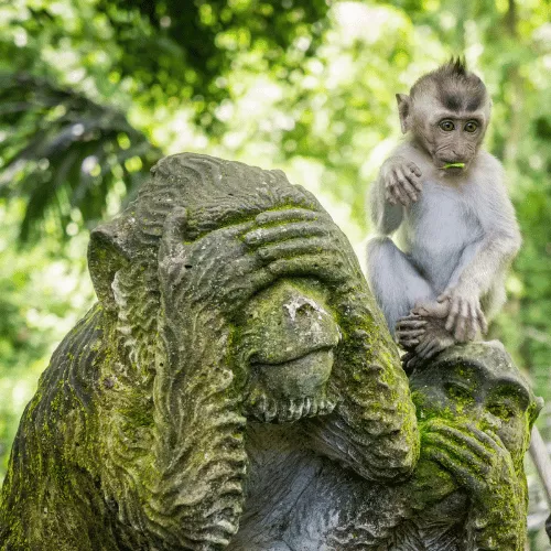 sacred-monkey-forest-sanctuary-experience