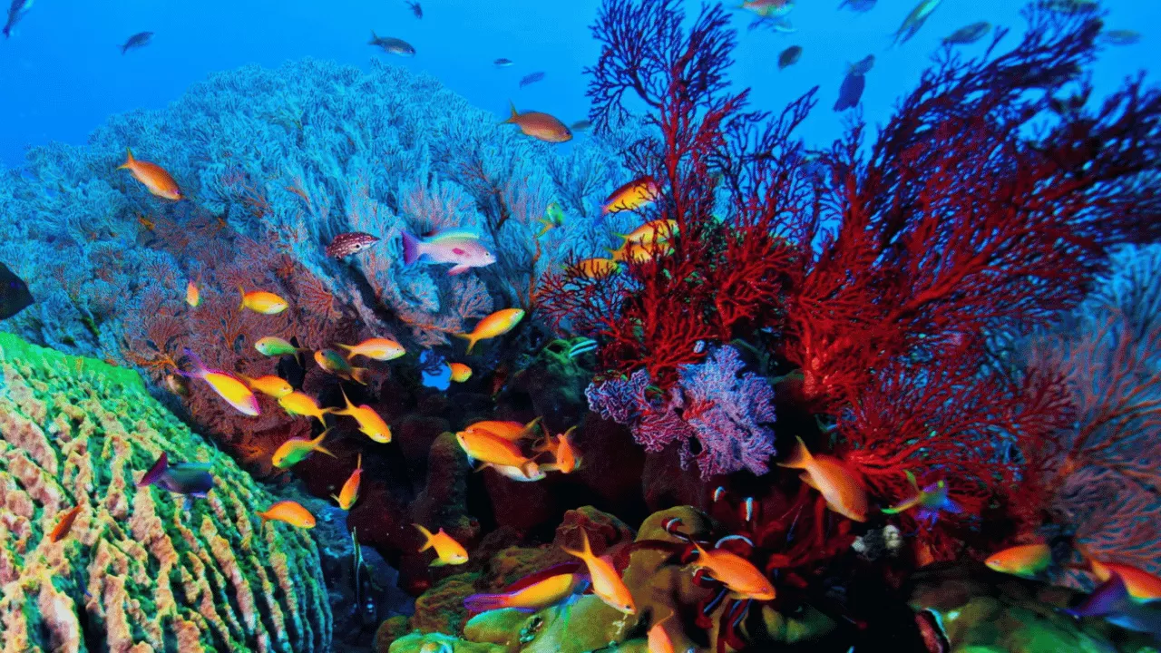 why-amed-is-famous-for-snorkeling