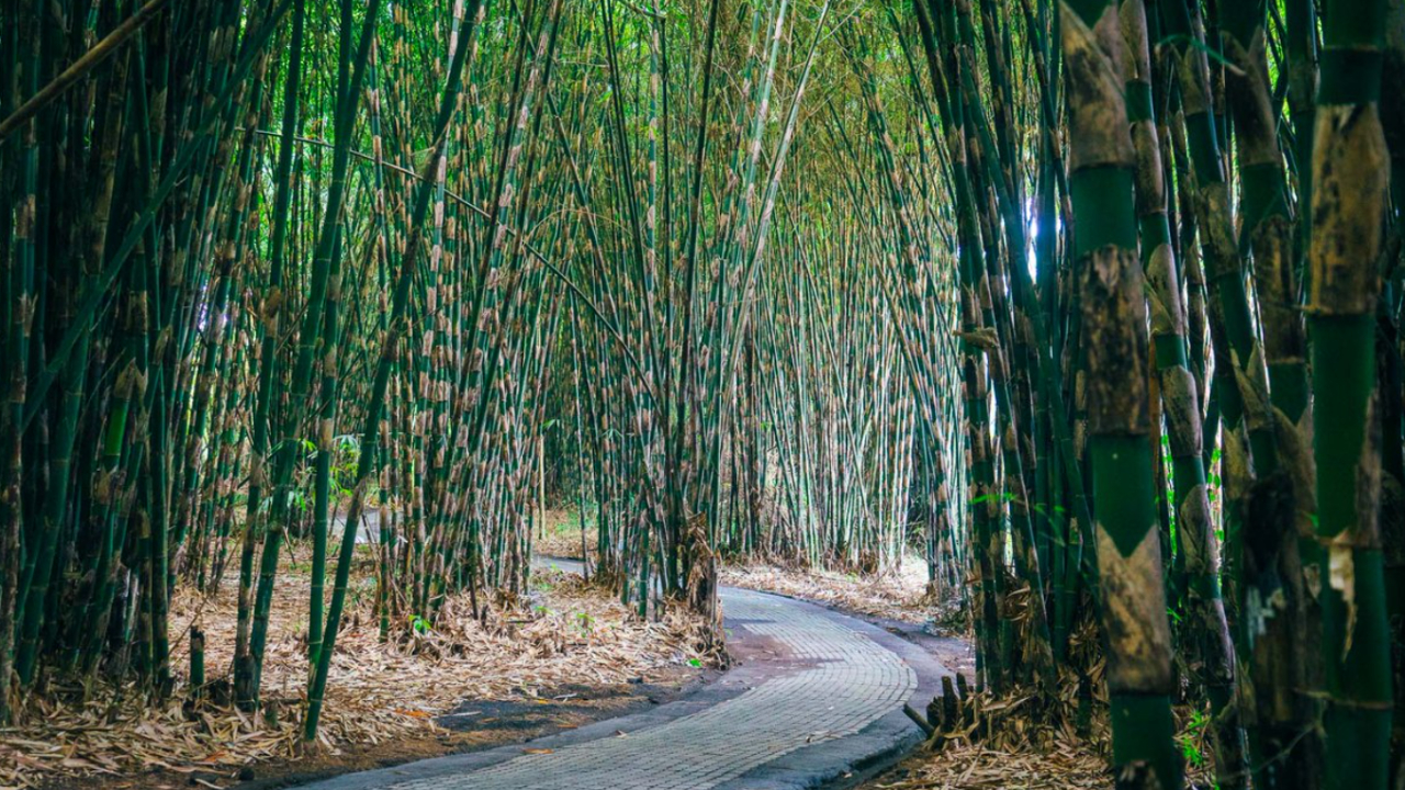 bamboo-forest-and-natural-beauty