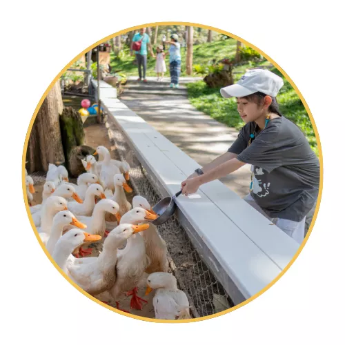 2-join-animal-encounters-and-feeding-sessions
