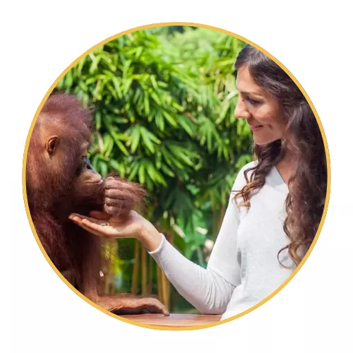 7-breakfast-with-orangutans-at-bali-zoo