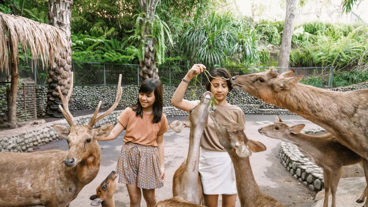 8-best-things-to-do-at-bali-zoo