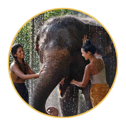8-elephant-mud-fun-and-elephant-experiences