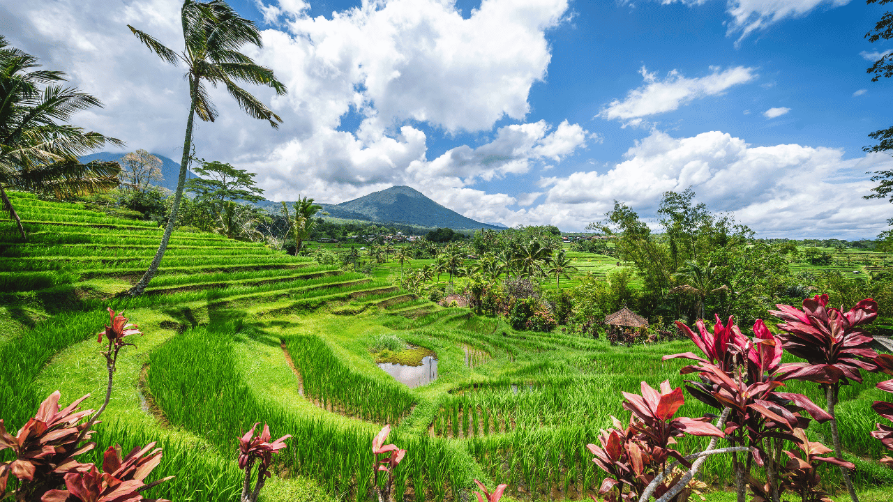 Jatiluwih Rice Terrace