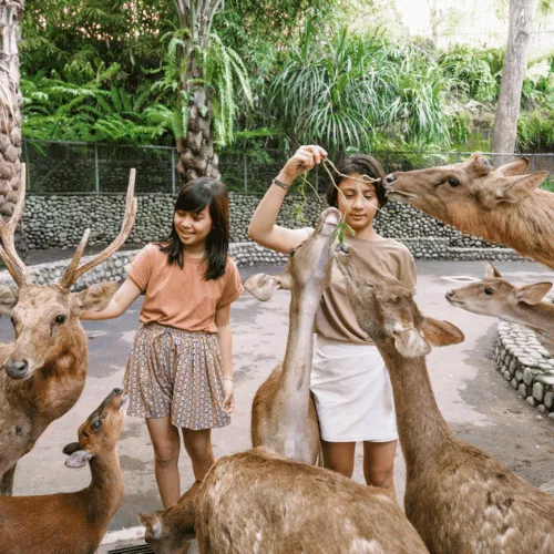 bali-zoo-park