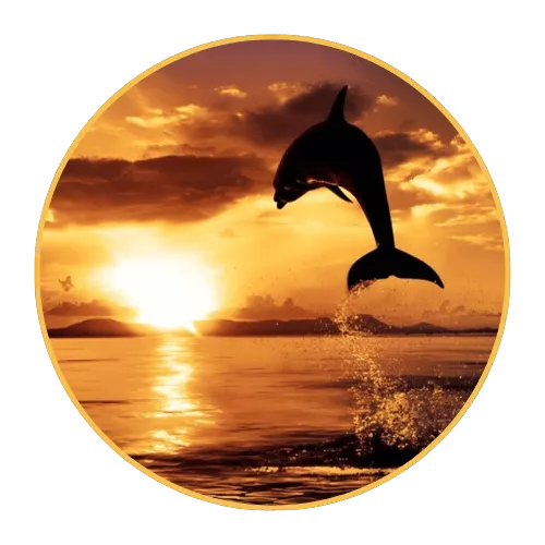 dolphin-watching-tours-at-sunrise