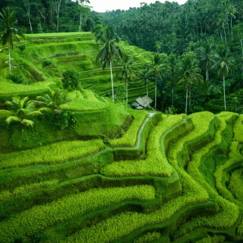 ubud-and-surrounding-rice-fields